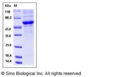 Sino Biological Recombinant Mouse CD40 Ligand/TNFSF5 Protein (hFc Tag),