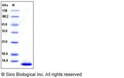 Sino Biological Mouse β-NGF / Beta-NGF Protein 100ug, Quantity: Each of