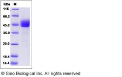 Sino Biological Recombinant Mouse CD3 delta/CD3D Protein (hFc Tag), Quantity: