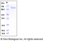 Sino Biological Mouse CD31 / PECAM-1 Protein (His Tag) 100ug, Quantity: