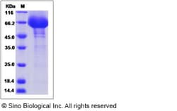 Sino Biological Recombinant Mouse CD48 Protein (hFc Tag), Quantity: Each