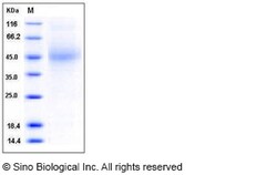 Sino Biological Recombinant Mouse CD48 Protein (His Tag), HPLC-verified,