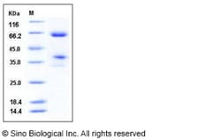 Sino Biological Recombinant Mouse JAM-2/JAM-B Protein (hFc Tag), Quantity:
