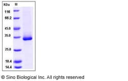 Sino Biological Recombinant Mouse EGFL7 Protein (His Tag), Quantity: Each