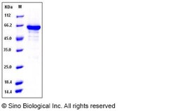 Sino Biological Mouse EphB1 / EPHT2 Protein (His & GST Tag) 50ug, Quantity: