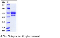 Sino Biological Mouse EGF / Epidermal Growth Factor Protein (Fc Tag) 100ug,