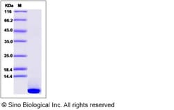 Sino Biological Recombinant Mouse EGF Protein, Quantity: Each of 1