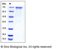 Sino Biological Mouse CD180 / RP105 Protein (Fc Tag) 100ug, Quantity: Each
