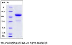 Sino Biological Recombinant Mouse Interferon alpha 2/IFNA2 Protein (hFc