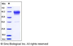 Sino Biological Recombinant Mouse CD99L2 Protein (hFc Tag), Quantity: Each