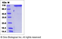 Sino Biological Recombinant Mouse Contactin-4 Protein (His Tag), Quantity: