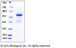 Sino Biological Recombinant Mouse Ephrin-A1 Protein (hFc Tag), Quantity: