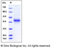 Sino Biological Recombinant Mouse Ephrin A3 Protein (His Tag), Quantity: