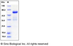 Sino Biological Recombinant Mouse Ephrin A5 Protein (hFc Tag), Quantity: