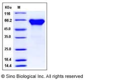 Sino Biological Recombinant Mouse ACVR2A Protein (His & hFc Tag), Quantity: