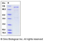 Sino Biological Recombinant Mouse Semaphorin 3A Protein (hFc Tag), Quantity: