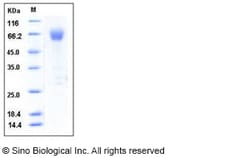 Sino Biological Recombinant Mouse ICAM-2/CD102 Protein (hFc Tag), Quantity: