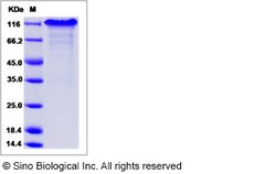 Sino Biological Recombinant Mouse NOTCH1 Protein (ECD, hFc Tag), HPLC-verified,