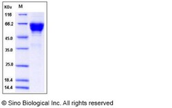 Sino Biological Recombinant Mouse CD300A/LMIR1 Protein (hFc Tag), Quantity: