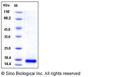 Sino Biological Recombinant Mouse Phospholipase A2 IIE/PLA2G2E Protein