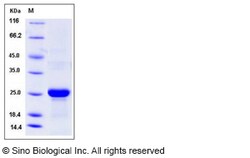 Sino Biological Recombinant Mouse Tetranectin/CLEC3B Protein (His Tag),