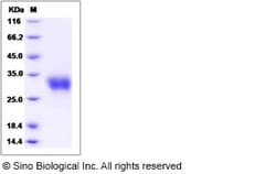 Sino Biological Recombinant Mouse IFN-beta Protein, Quantity: Each of 1