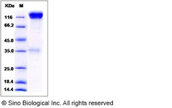 Sino Biological Mouse CD45 / PTPRC Protein (Fc Tag) 100ug, Quantity: Each