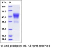 Sino Biological Mouse CD24 / Ly-52 / CD24A Protein (Fc Tag) 100ug, Quantity:
