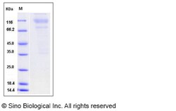 Sino Biological Recombinant Mouse CD43 Protein (hFc Tag), Quantity: Each