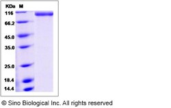 Sino Biological Mouse E-Selectin / CD62e / SELE Protein (Fc Tag) 100ug,