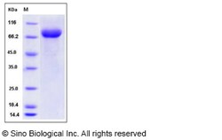 Sino Biological Mouse LILRB3 / LIR3 / ILT5 / CD85a Protein (His Tag) 100ug,