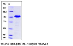 Sino Biological Recombinant Mouse Carboxypeptidase A2 Protein (His Tag),