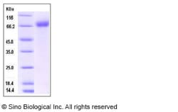 Sino Biological Recombinant Mouse IL1R1 Protein (hFc Tag), Quantity: Each