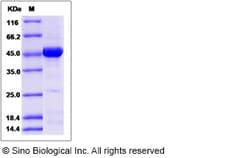 Sino Biological Recombinant Mouse CDC37 Protein, Quantity: Each of 1