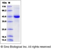 Sino Biological Recombinant Mouse BAMBI Protein (hFc Tag), Quantity: Each