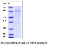 Sino Biological Mouse GFRA3 / GFR-alpha-3 Protein (Fc Tag) 100ug, Quantity: