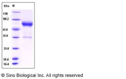 Sino Biological Mouse HMGB1 / HMG1 Protein (Fc Tag) 50ug, Quantity: Each
