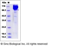 Sino Biological Mouse Contactin 1 / CNTN1 Protein (His Tag) 100ug, Quantity: