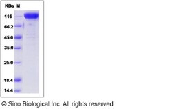 Sino Biological Recombinant Mouse Nicastrin Protein (hFc Tag), Quantity: