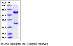 Sino Biological Recombinant Mouse FAM3D Protein (hFc Tag), Quantity: Each