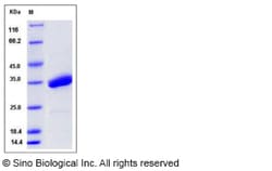Sino Biological Recombinant Mouse SPINK4 Protein (hFc Tag), Quantity: Each