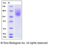 Sino Biological Recombinant Mouse SIRP alpha/SHPS-1 Protein (ECD, His Tag),