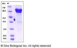 Sino Biological Recombinant Mouse NGFR/p75NTR Protein (hFc Tag), HPLC-verified,