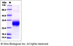 Sino Biological Recombinant Mouse CREG1 Protein (His Tag), Quantity: Each