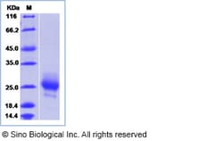 Sino Biological Mouse IL3 / IL-3 Protein 10ug, Quantity: Each of 1