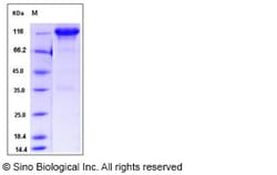Sino Biological Mouse EGFR / HER1 / ErbB1 Protein (Fc Tag) 100ug, Quantity: