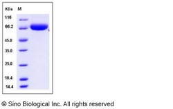 Sino Biological Recombinant Mouse ART4/CD297 Protein (hFc Tag), Quantity: