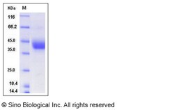 Sino Biological Recombinant Mouse ART4/CD297 Protein (His Tag), Quantity: