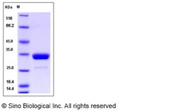 Sino Biological Mouse IgG2a-Fc Protein 100ug, Quantity: Each of 1