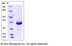 Sino Biological Mouse IgG3-Fc Protein 100ug, Quantity: Each of 1